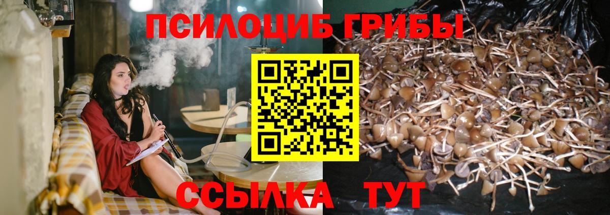 Галлюциногенные грибы Psilocybe Горно-Алтайск